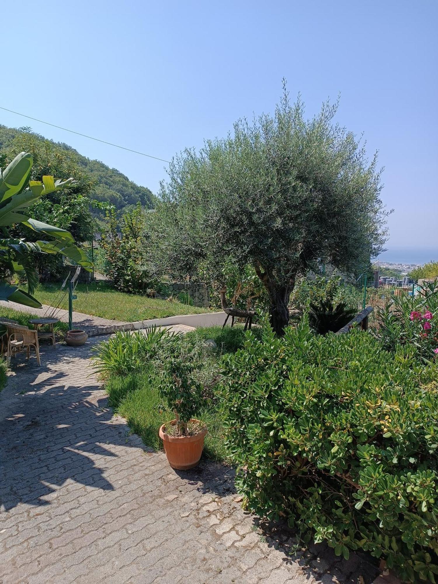 Il Rosmarino Apartment Ischia Exterior photo